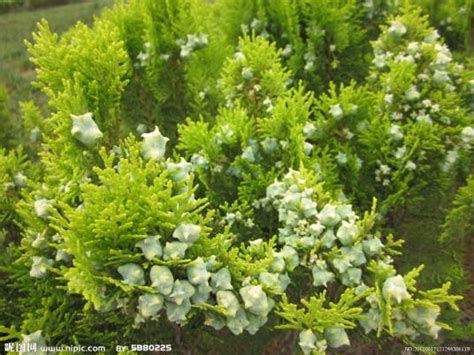 松柏樹種類|松柏（松柏纲松柏目植物）